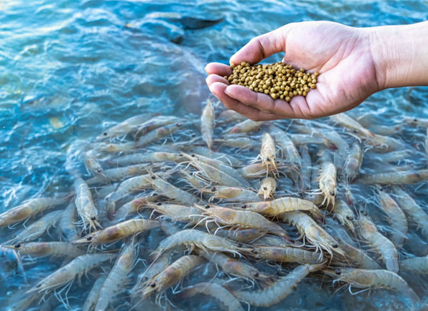 Tôm cá có nên ăn Yucca không