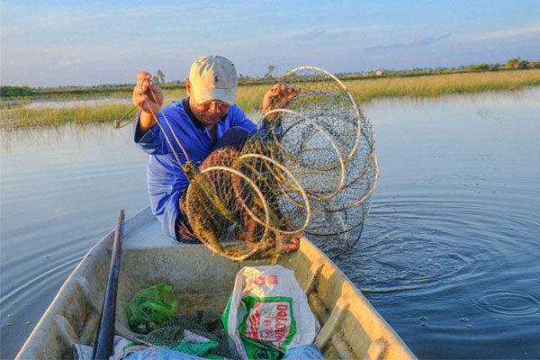 Tôm lúa 2.0 - Nâng cấp mô hình truyền thống để bán giá chuẩn Âu