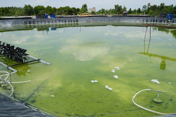 Tôm mới thả mà ao có rong đáy