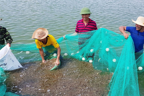 Ứng phó giá nhiên liệu tăng gây áp lực lên nuôi trồng thủy sản