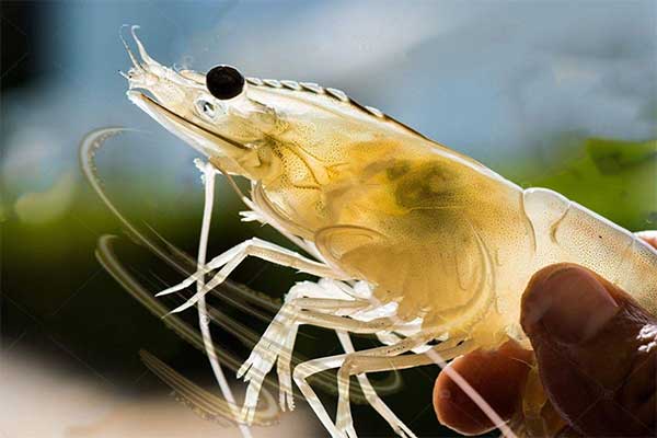 Vai trò của protein sốc nhiệt trong cơ chế thích nghi nhiệt độ của tôm nuôi