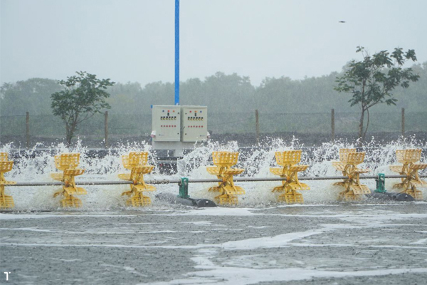 Vì sao không nên cho tôm ăn khi trời mưa, giông bão