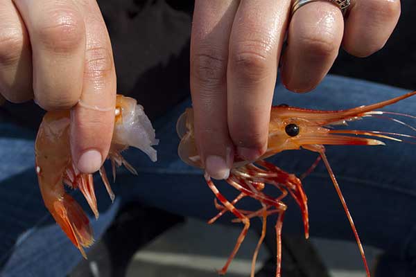 Vì sao không nên xay đầu tôm nấu canh?