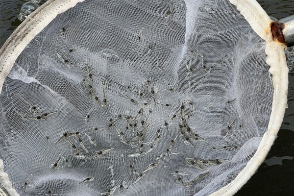 Vì sao nên xét nghiệm EHP cho tôm giống