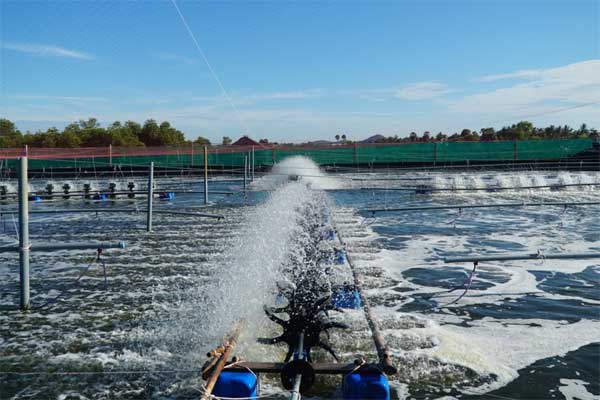 Vì sao nhiều ao nuôi không thành công trong tháng đầu