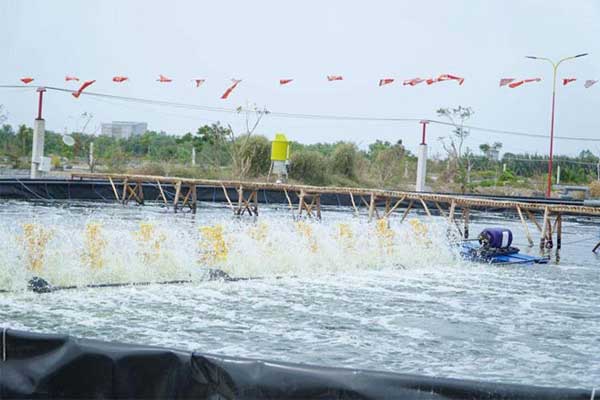 Vì sao tôm cần ánh sáng nhưng lại sợ nắng gắt trong ao nuôi thâm canh?