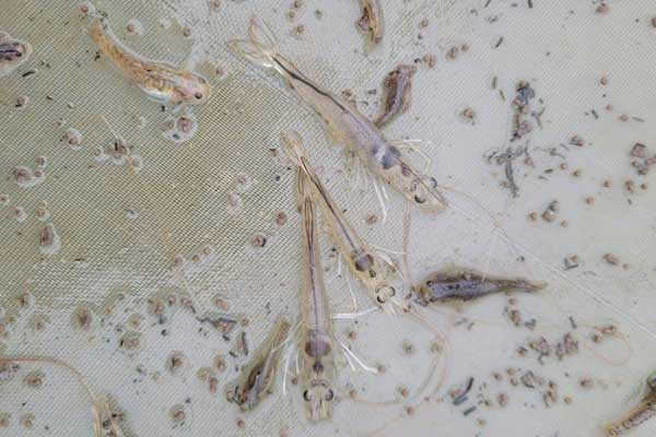 Xử lý dịch bệnh không dùng kháng sinh trong nuôi tôm