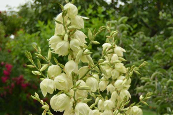 Yucca hoạt động như thế nào trong kiểm soát khí độc ao nuôi