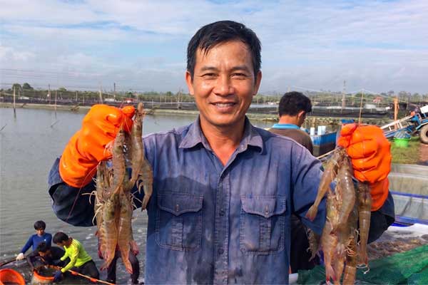 Mô hình ARIMA dự báo giá tôm thẻ tháng 5/2026