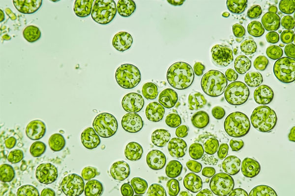 Nguy cơ tảo lam bùng phát trong nuôi tôm khi nắng nóng kéo dài