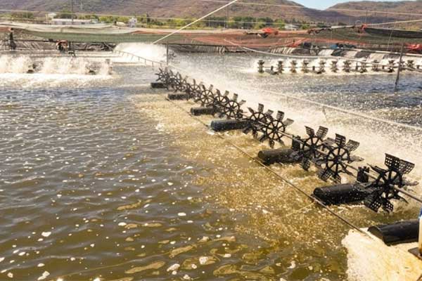 Quản lý khí độc đáy ao nuôi tôm mùa nắng nóng