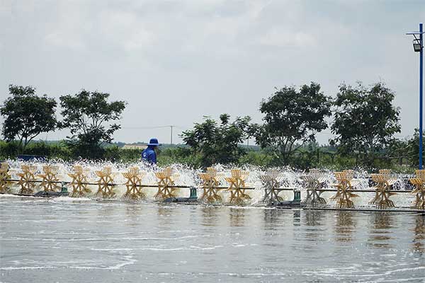 Tại sao oxy cao nhưng tôm vẫn nổi đầu?