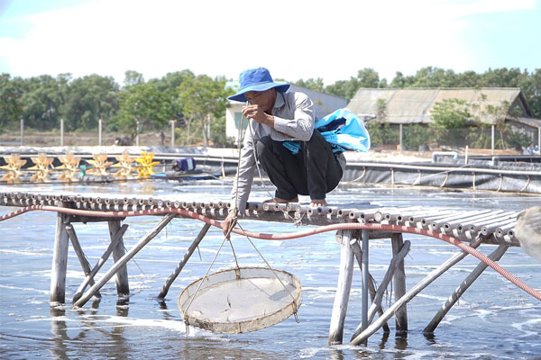 Tại sao tôm thẻ thống trị dù tôm sú đắt gấp rưỡi