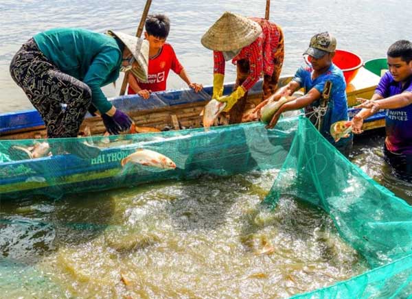 cach-keo-luoi-thu-hoach-khong-lam-duc-bun-tranh-tom-ca-bi-den-mang