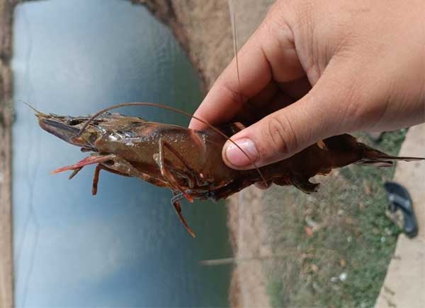 cach-xu-ly-khi-tom-bi-dong-rong-va-bam-ban-duoi-trong-ao-nuoi-cu