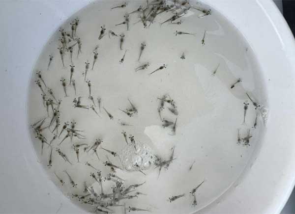canh-bao-benh-phan-trang-ems-va-dom-trang-trong-thoi-tiet-giao-mua