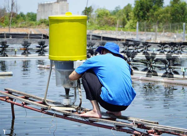 Các vấn đề cần lưu ý khi cho ăn bằng máy