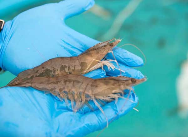 chuyen-giao-cong-nghe-tao-giong-tom-khang-benh-spr