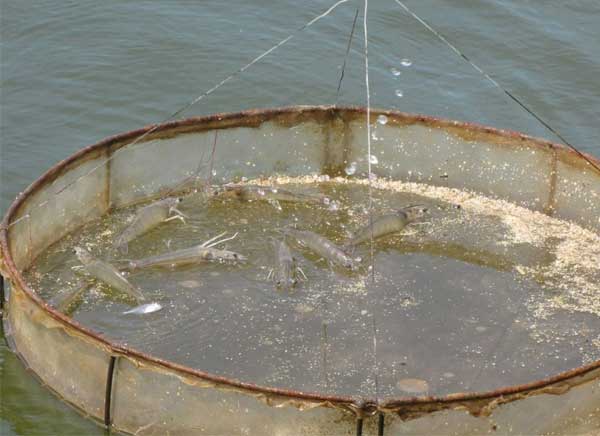 cong-thuc-cai-thien-fcr-nuoi-tom-bi-quyet-nam-o-ky-thuat-cho-an