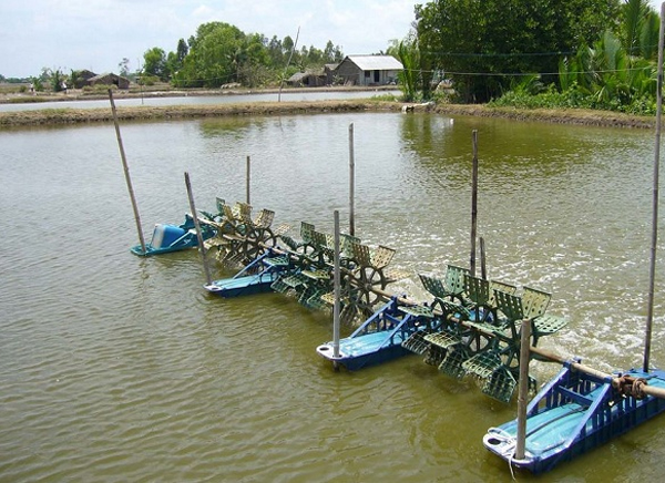 Điều trị bệnh đường ruột trên tôm 02936297986, bệnh đầu vàng