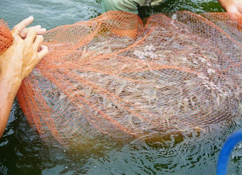 gia-tom-the-tang-vot-nguoi-nuoi-o-dong-nai-phan-khoi