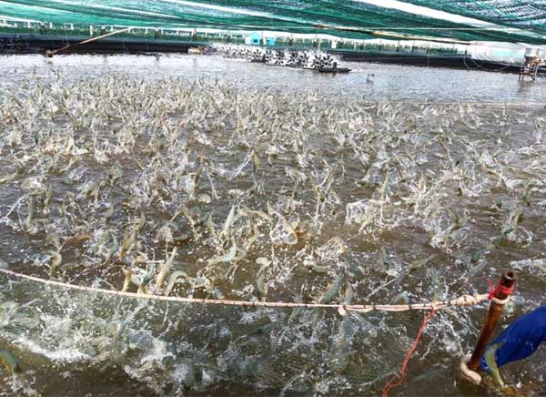 hien-tuong-tom-an-thit-lan-nhau-trong-ao-nuoi-tham-canh