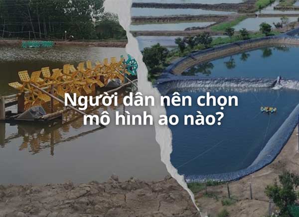 khac-biet-giua-ao-tom-lot-bat-va-ao-nuoi-tom-truyen-thong