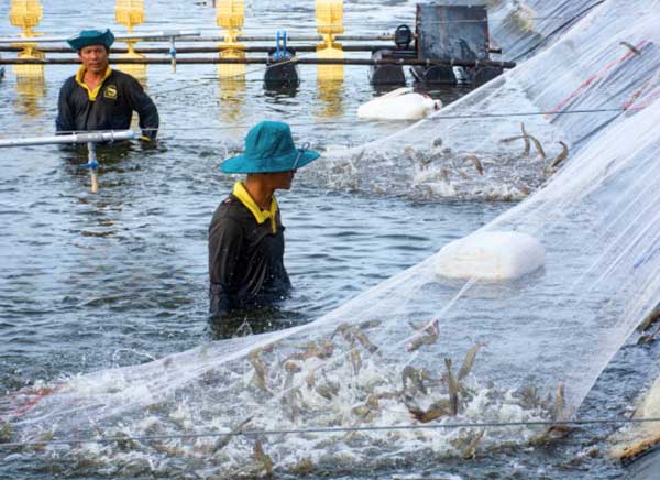 khuyen-cao-khi-nuoi-tom-nuoc-lo-nam-2026