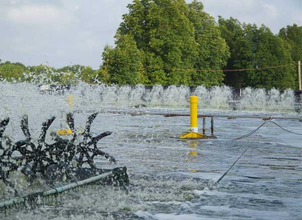 kiem-chung-cac-kinh-nghiem-truyen-mieng-trong-nganh-nuoi-tom