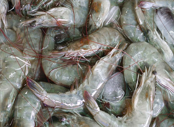 kiem-soat-ethoxyquin-trong-thuc-an-tom