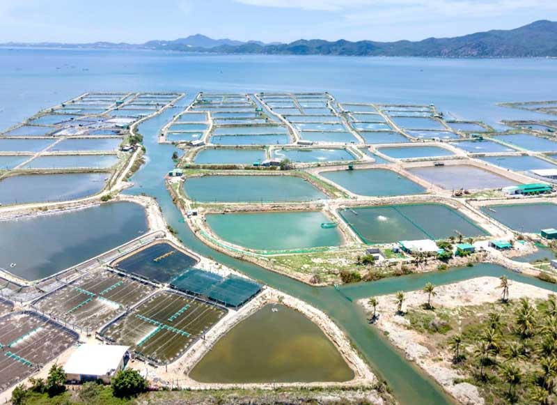 kinh-te-tuan-hoan-chuyen-doi-xanh-voi-nganh-tom