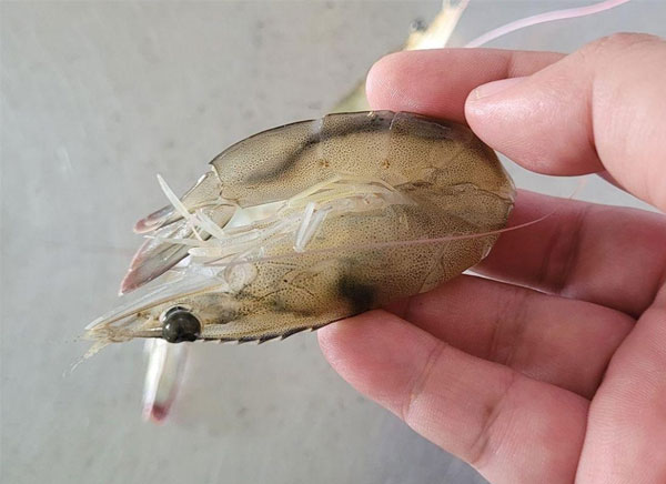 ly-do-tom-bi-mem-vo-sau-mua