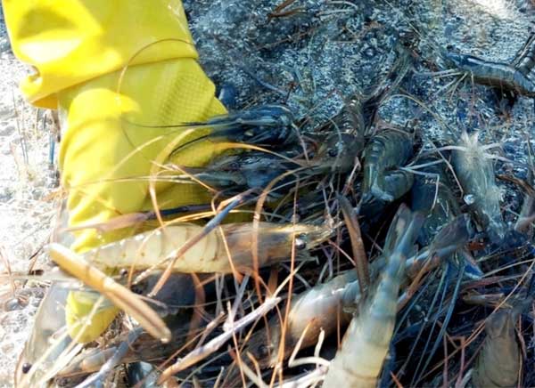 mua-trai-mua-xuat-hien-nguoi-nuoi-gap-rut-bao-ve-tom-cang-xanh-khoi-soc-nhiet