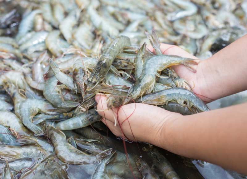 nganh-nuoi-tom-viet-nam-trong-boi-canh-bien-doi-khi-hau