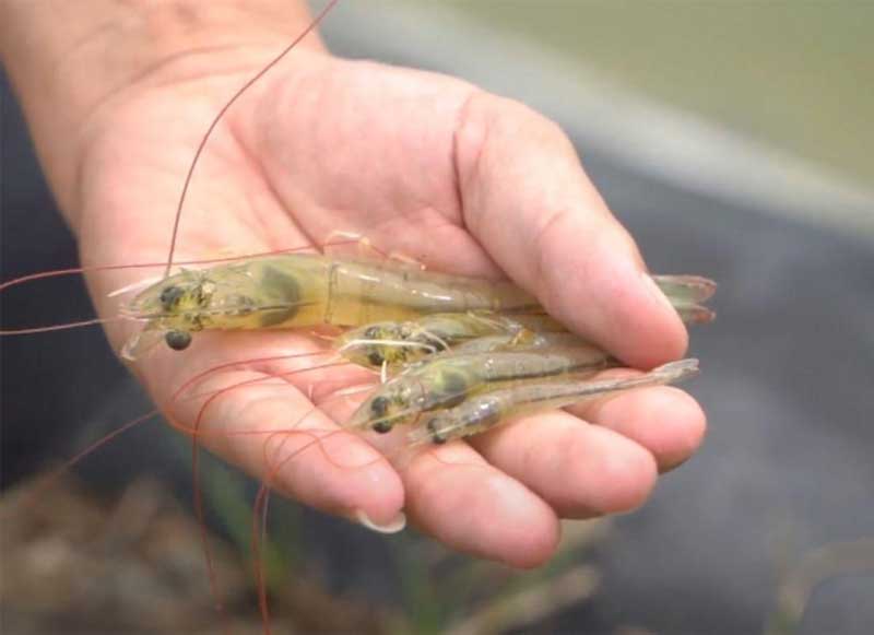 nguoi-nuoi-can-lam-gi-de-kiem-soat-benh-ehp-hieu-qua