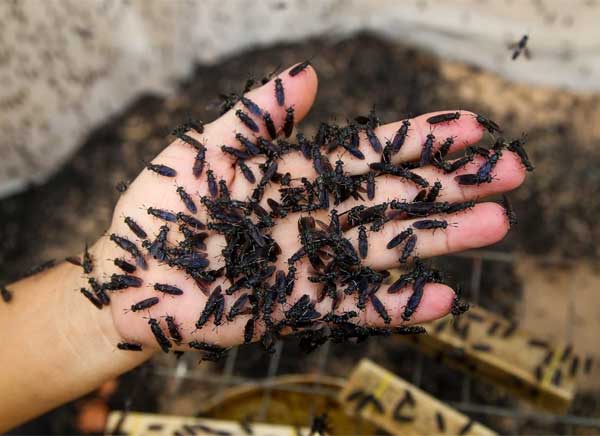 nguon-protein-moi-thuc-an-nuoi-tom
