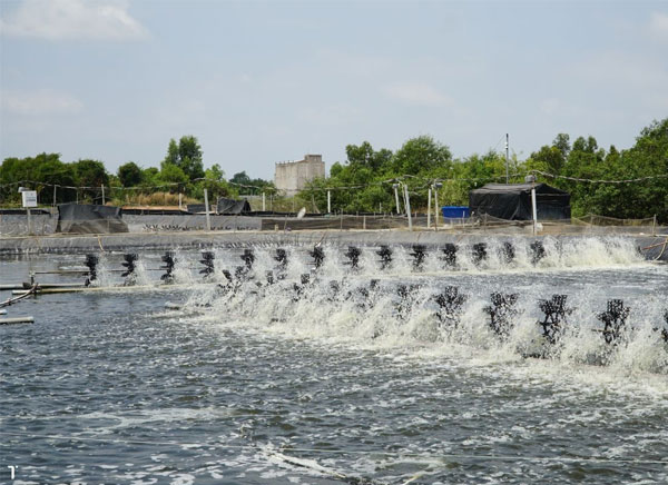 nhu-cau-oxy-cho-tom-the-chan-trang-va-cac-van-de-lien-quan