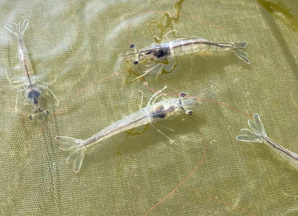 nhung-hien-tuong-la-trong-ao-nuoi-de-bi-nham-la-benh