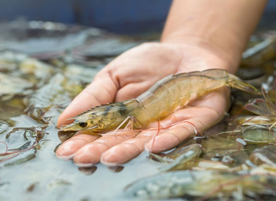 nhung-nguyen-tac-nen-tang-trong-nuoi-tom