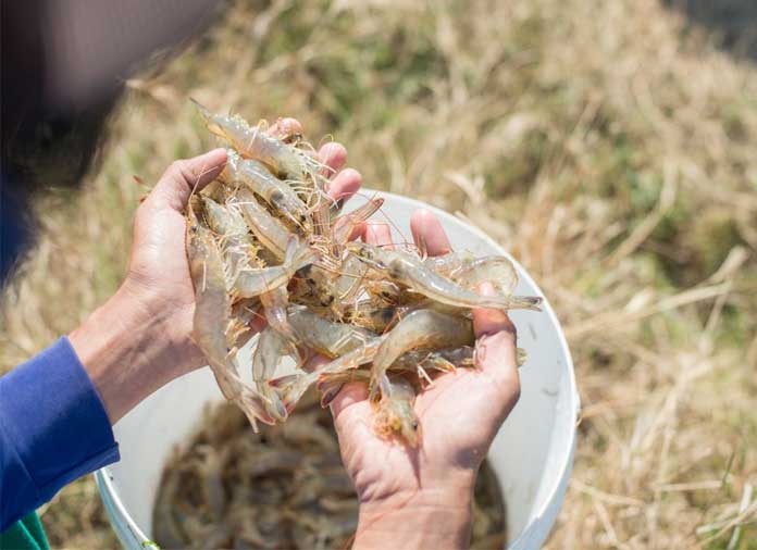 nuoi-tom-ao-dat-truyen-thong-hay-ao-noi-lot-bat-mat-do-cao