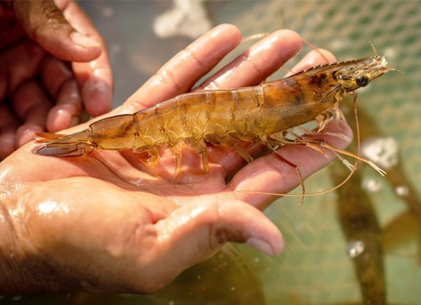 phan-biet-tom-yeu-gan-teo-gan-va-hoai-tu