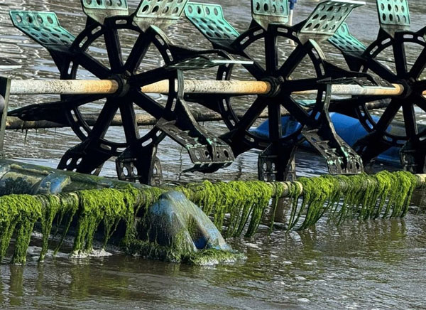 phuong-phap-xu-ly-tao-bang-enzyme-sinh-hoc