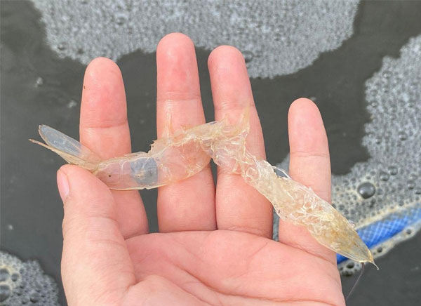 tai-sao-tom-dong-loat-lot-xac-vao-ngay-ram