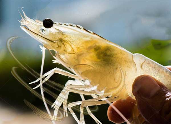 vai-tro-cua-protein-soc-nhiet-trong-co-che-thich-nghi-nhiet-do-cua-tom-nuoi