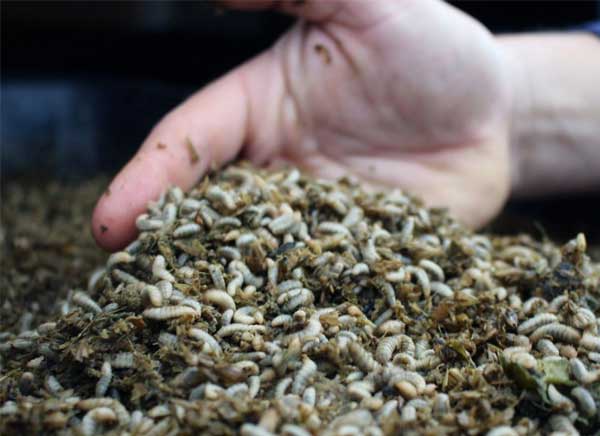 xu-huong-nuoi-ruoi-linh-den-lam-thuc-an-thuy-san