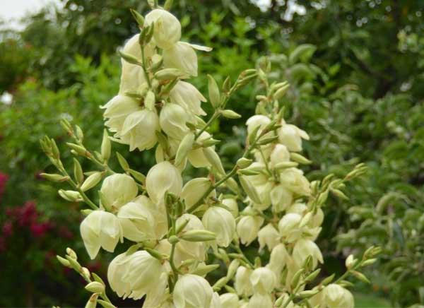 yucca-hoat-dong-nhu-the-nao-trong-kiem-soat-khi-doc-ao-nuoi